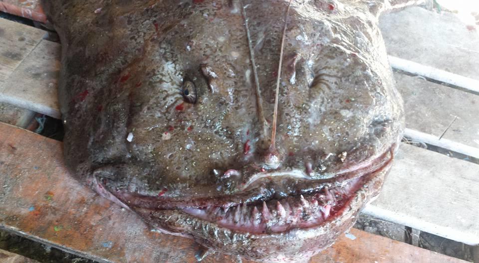 Utsikten Feriehus I Bakkeby エクステリア 写真